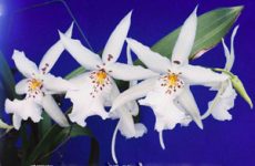 Dgmra. Winter Wander Land "White Fairy"