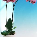 Phal. Ching Her Buddha X Dtps. Leopard Prince：圖片 3