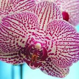 Phal. Ching Her Buddha X Dtps. Leopard Prince