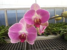 Dtps. Tinny Honey