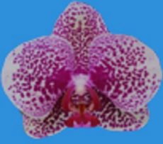 Dtps. I-Hsin Sun Beauty "KH6758#13"