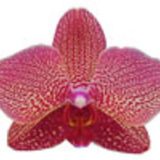 Dtps. I-Hsin Sun Beauty "IS0872#1"