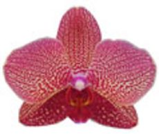 Dtps. I-Hsin Sun Beauty "IS0872#1"