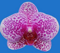 Dtps. I-Hsin Sun Beauty "KH6758#6"