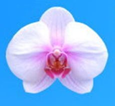 Dtps. Fong-Tien's Elegant Lady "KH6646"