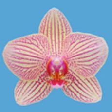 Dtps. I-Hsin Sun Beauty "1102"
