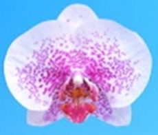 Dtps. I-Hsin Star Prince "KH7210"