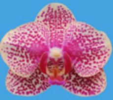 Dtps. I-Hsin Sun Beauty "KH6758#B51"