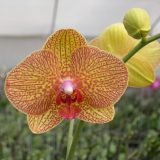 Phal. KV Beauty "612"：圖片 3