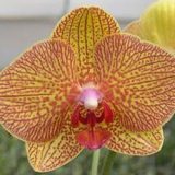 Phal. KV Beauty "612"