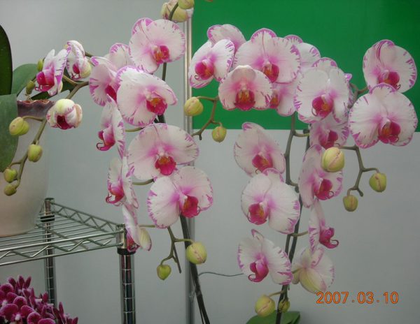 Phal. Champion Lighting：圖片 3