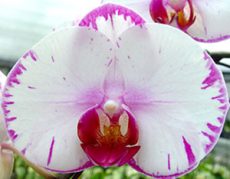 Phal. Champion Lighting