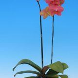 Dtps. I-Hsin Ice Coke "KH7155#1"：圖片 2