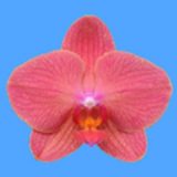 Dtps. I-Hsin Ice Coke "KH7155#1"