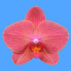 Dtps. I-Hsin Ice Coke "KH7155#1"