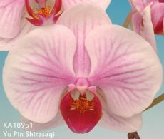 Phal. Yu Pin Shirasagi "18951"
