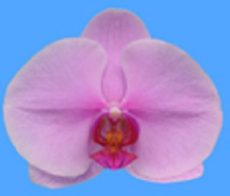 Dtps. Saitama Alliance "KH2198"