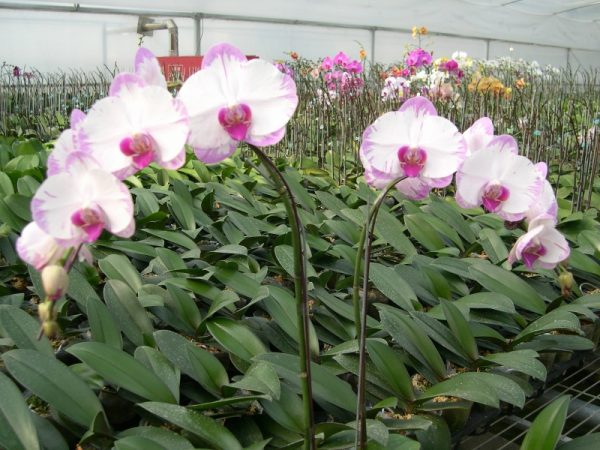 Phal. Hinamtsuri Rainbow Star：圖片 2