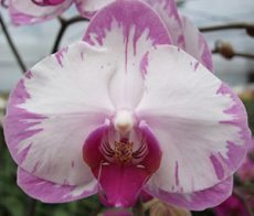 Phal. Hinamtsuri Rainbow Star