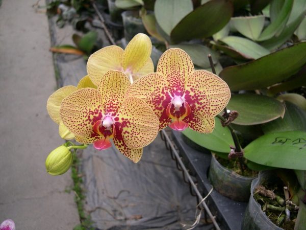 Dtps. KV Charmer "503"：圖片 2