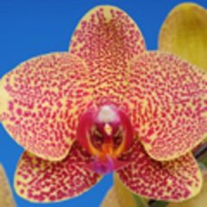 Dtps. I-Hsin Spot Leopard "KH7345"