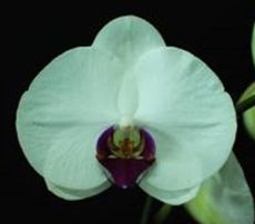 Dtps. I-Hsin Angel
