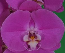 Dtps. I-Hsin Holiday "KH7264#3"