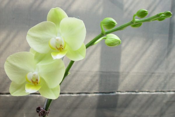 Phal. Shin-Hua Green Apple：圖片 2