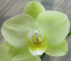 Phal. Shin-Hua Green Apple