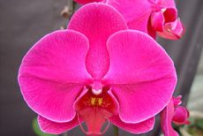 Dtps. OX Queen
