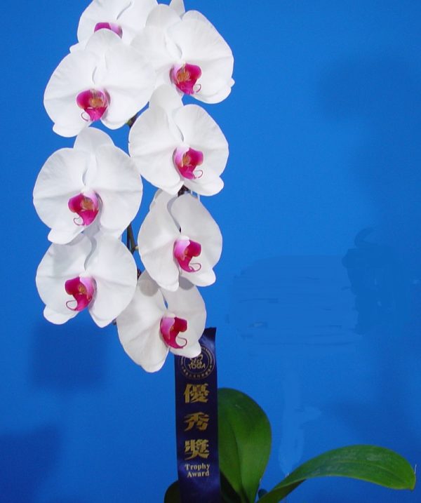 Dtps. OX Honey "1370"：圖片 2