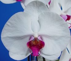 Dtps. OX Honey "1370"