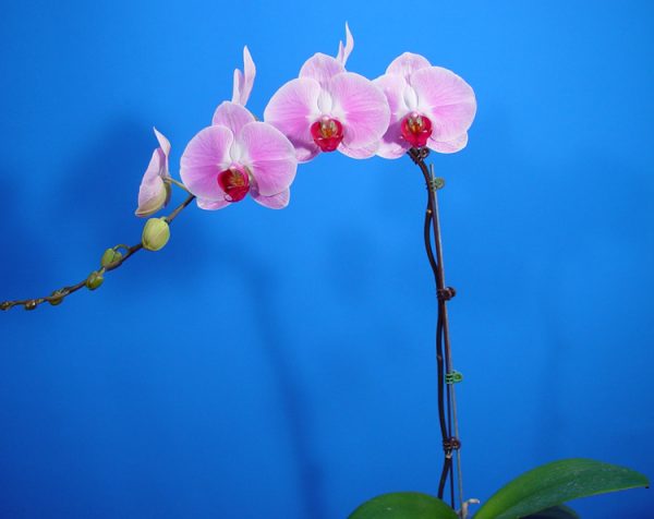 Dtps. OX Honey "1371"：圖片 2
