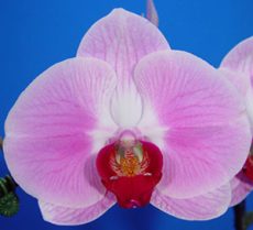 Dtps. OX Honey "1371"