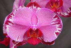 Dtps. OX Firebird "1495"