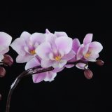 Dtps. Jiaho's Pink Girl：圖片 2