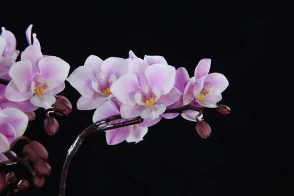 Dtps. Jiaho's Pink Girl：圖片 2