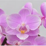 Dtps. Jiaho's Pink Girl