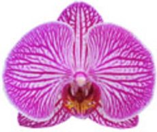 Dtps. I-Hsin Beth "KH7791"