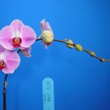 Dtps. OX Honey "1375"：圖片 2