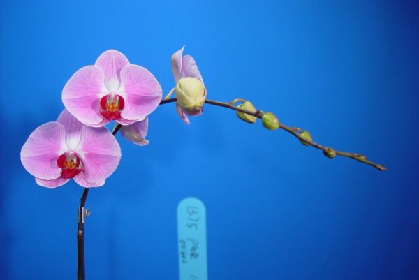 Dtps. OX Honey "1375"：圖片 2