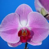 Dtps. OX Honey "1375"