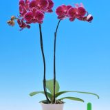 Dtps. I-Hsin Black Jack "KH7137"：圖片 2