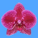 Dtps. I-Hsin Black Jack "KH7137"