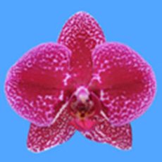 Dtps. I-Hsin Black Jack "KH7137"