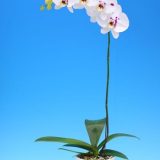 Phal. I-Hsin Spotted Deer "KH6705"：圖片 2