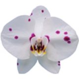 Phal. I-Hsin Spotted Deer "KH6705"