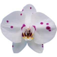 Phal. I-Hsin Spotted Deer "KH6705"