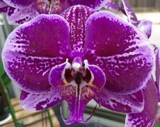 Dtps. Fusheng Pink Pearl