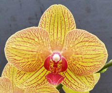 Dtps. OX Lottery "1525"
